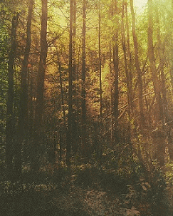 Crown Of Asteria : Animism